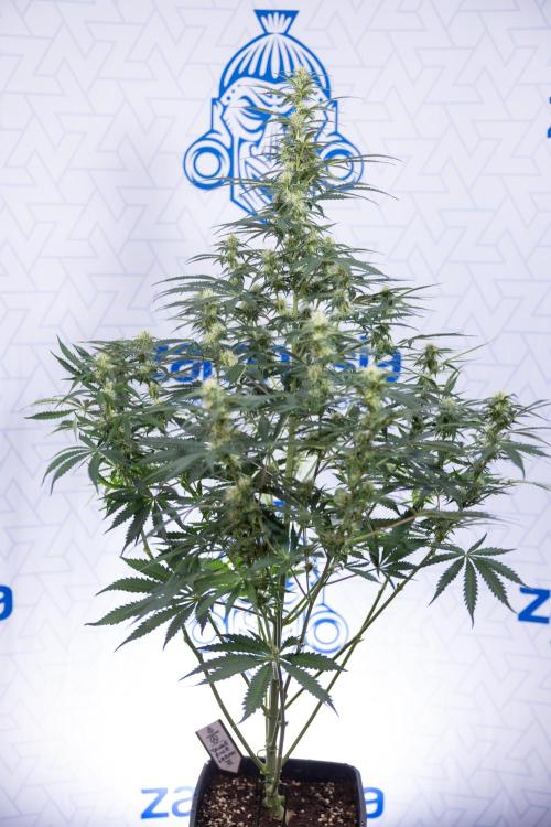 Tangerine Dream  Auto - Zamnesia x B&B. Week 7 - Tangerine Dream Automatic - Week 7 - Bloom - No Techniques