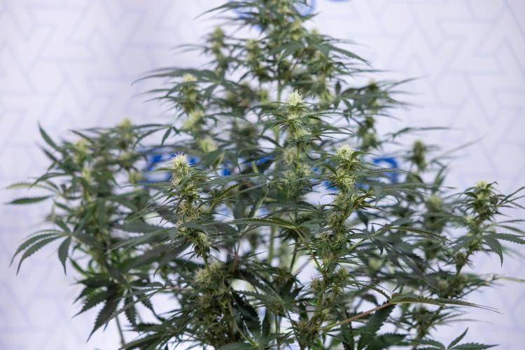 Tangerine Dream  Auto - Zamnesia x B&B. Week 7 - Tangerine Dream Automatic - Week 7 - Bloom - No Techniques