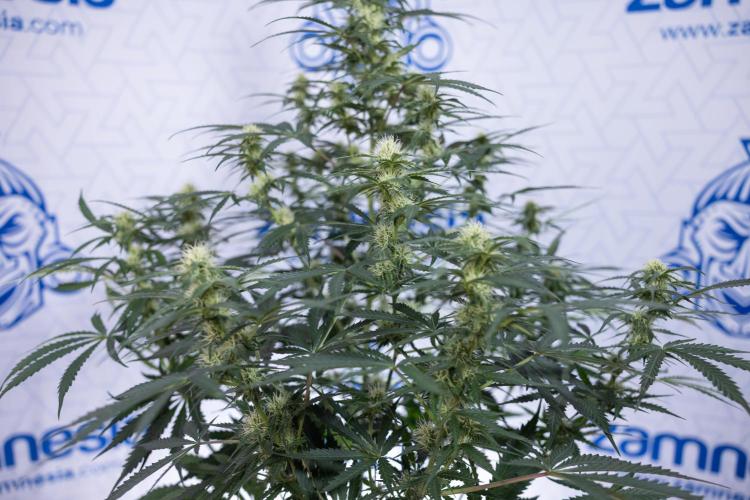 Tangerine Dream  Auto - Zamnesia x B&B. Week 7 - Tangerine Dream Automatic - Week 7 - Bloom - No Techniques