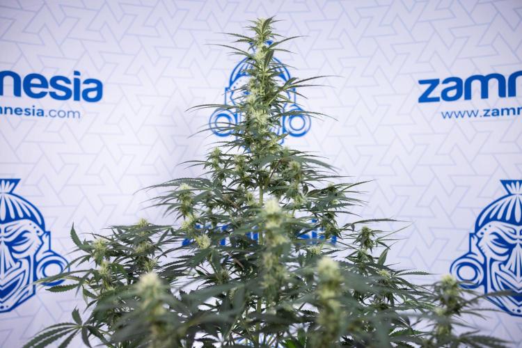 Tangerine Dream  Auto - Zamnesia x B&B. Week 7 - Tangerine Dream Automatic - Week 7 - Bloom - No Techniques