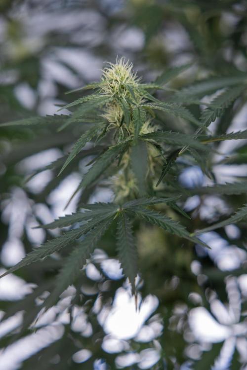 Tangerine Dream  Auto - Zamnesia x B&B. Week 7 - Tangerine Dream Automatic - Week 7 - Bloom - No Techniques