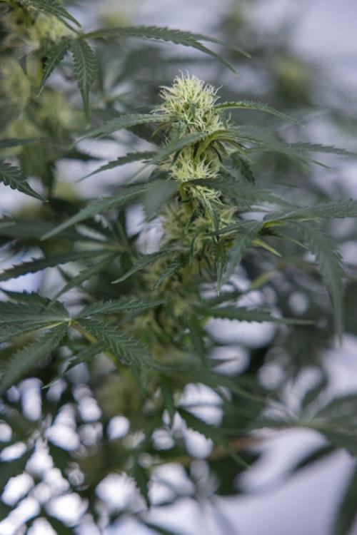 Tangerine Dream  Auto - Zamnesia x B&B. Week 7 - Tangerine Dream Automatic - Week 7 - Bloom - No Techniques