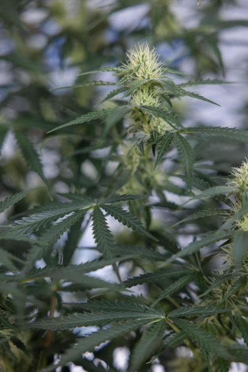 Tangerine Dream  Auto - Zamnesia x B&B. Week 7 - Tangerine Dream Automatic - Week 7 - Bloom - No Techniques