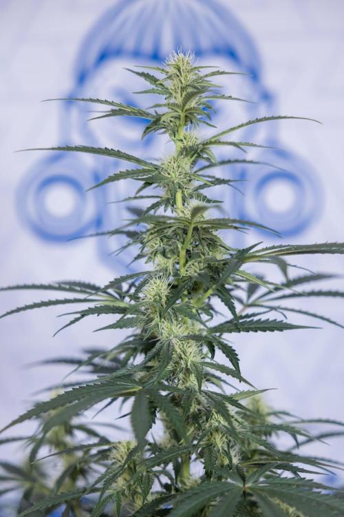 Tangerine Dream  Auto - Zamnesia x B&B. Week 7 - Tangerine Dream Automatic - Week 7 - Bloom - No Techniques