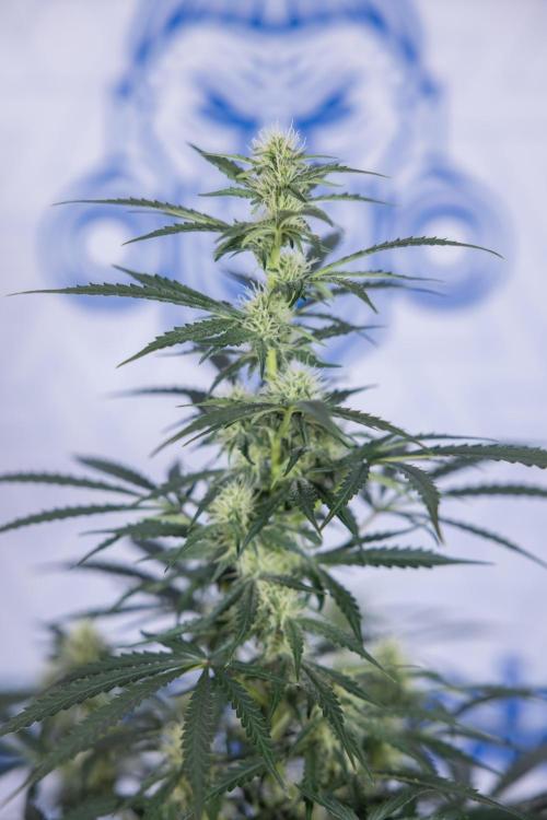 Tangerine Dream  Auto - Zamnesia x B&B. Week 7 - Tangerine Dream Automatic - Week 7 - Bloom - No Techniques