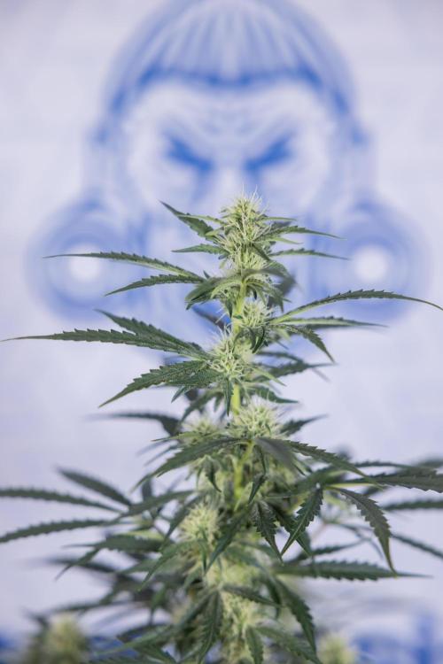 Tangerine Dream  Auto - Zamnesia x B&B. Week 7 - Tangerine Dream Automatic - Week 7 - Bloom - No Techniques