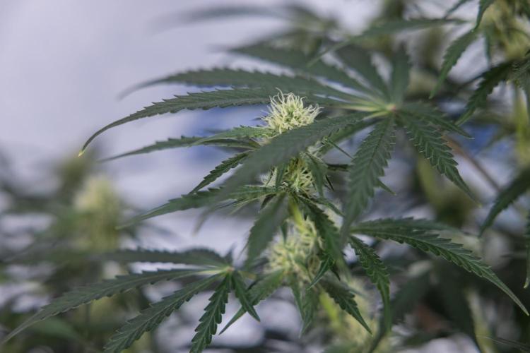 Tangerine Dream  Auto - Zamnesia x B&B. Week 7 - Tangerine Dream Automatic - Week 7 - Bloom - No Techniques