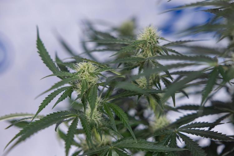 Tangerine Dream  Auto - Zamnesia x B&B. Week 7 - Tangerine Dream Automatic - Week 7 - Bloom - No Techniques