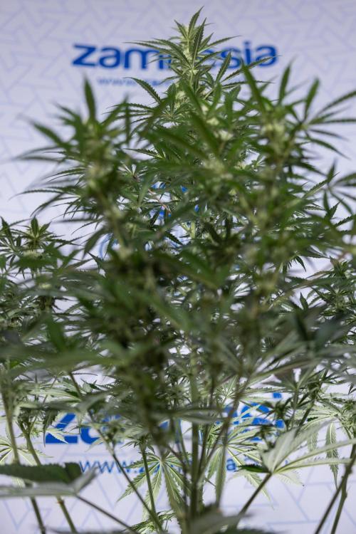 Tangerine Dream  Auto - Zamnesia x B&B. Week 7 - Tangerine Dream Automatic - Week 7 - Bloom - No Techniques