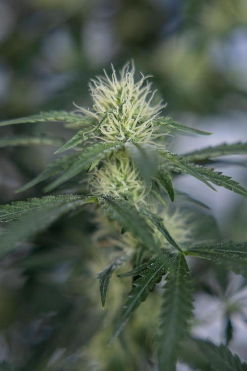 Tangerine Dream  Auto - Zamnesia x B&B. Week 7 - Tangerine Dream Automatic - Week 7 - Bloom - No Techniques