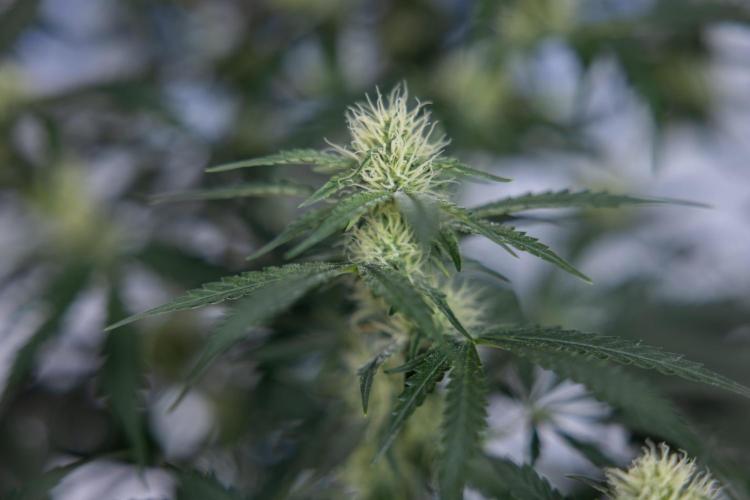 Tangerine Dream  Auto - Zamnesia x B&B. Week 7 - Tangerine Dream Automatic - Week 7 - Bloom - No Techniques