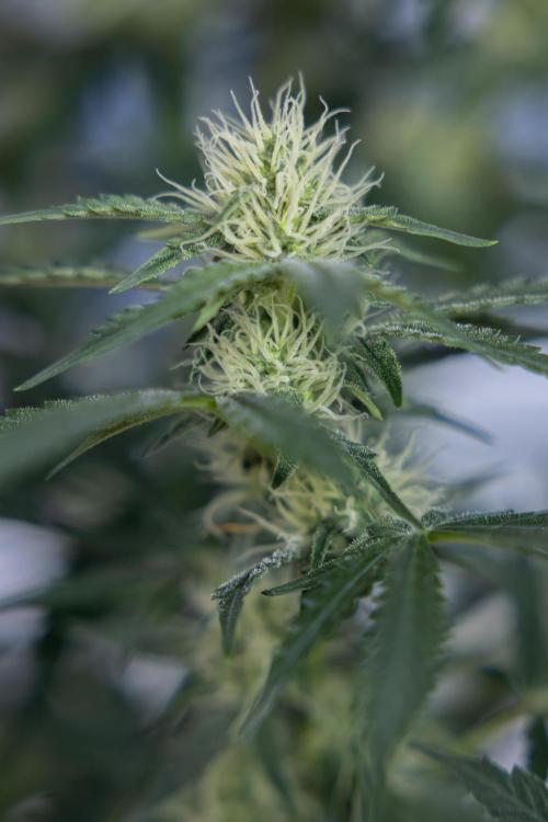 Tangerine Dream  Auto - Zamnesia x B&B. Week 7 - Tangerine Dream Automatic - Week 7 - Bloom - No Techniques