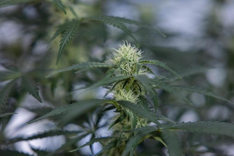 Tangerine Dream  Auto - Zamnesia x B&B. Week 7 - Tangerine Dream Automatic - Week 7 - Bloom - No Techniques