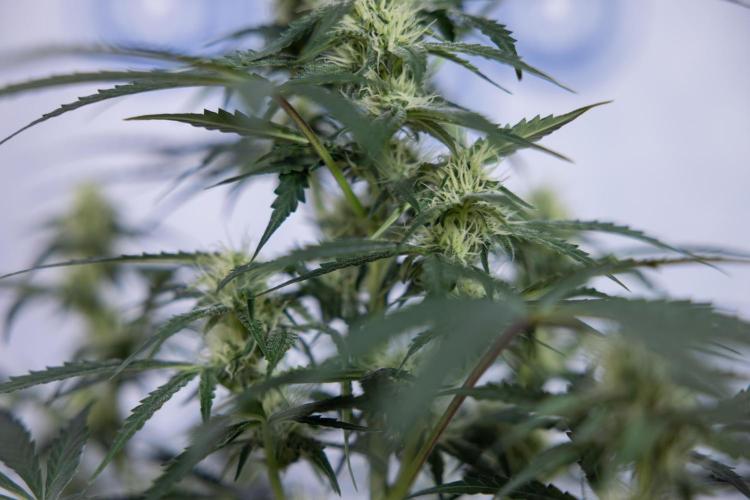 Tangerine Dream  Auto - Zamnesia x B&B. Week 7 - Tangerine Dream Automatic - Week 7 - Bloom - No Techniques