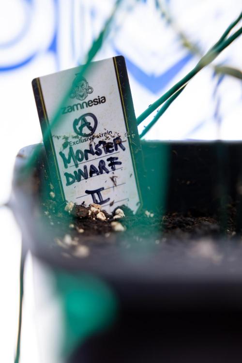 Monster Dwarf #2 Auto - Zamnesia x B&B. Week 7 - Monster Dwarf - Bloom - Week 7/8 - LST