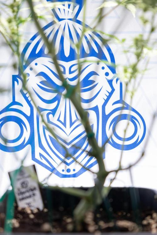 Monster Dwarf #2 Auto - Zamnesia x B&B. Week 7 - Monster Dwarf - Bloom - Week 7/8 - LST