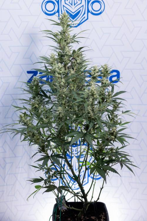 Monster Dwarf #2 Auto - Zamnesia x B&B. Week 7 - Monster Dwarf - Bloom - Week 7/8 - LST