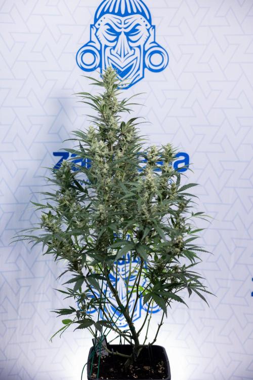 Monster Dwarf #2 Auto - Zamnesia x B&B. Week 7 - Monster Dwarf - Bloom - Week 7/8 - LST