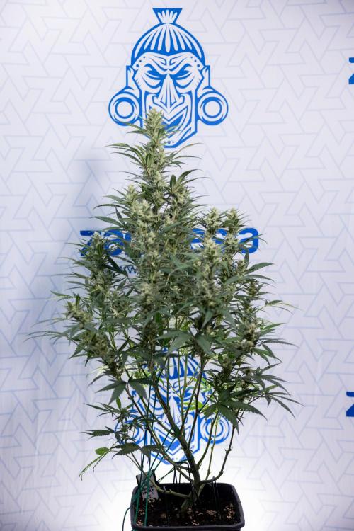 Monster Dwarf #2 Auto - Zamnesia x B&B. Week 7 - Monster Dwarf - Bloom - Week 7/8 - LST