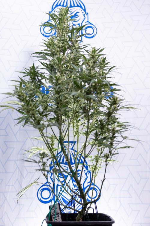 Monster Dwarf #2 Auto - Zamnesia x B&B. Week 7 - Monster Dwarf - Bloom - Week 7/8 - LST