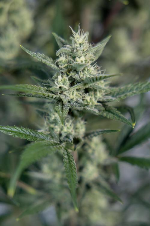 Monster Dwarf #2 Auto - Zamnesia x B&B. Week 7 - Monster Dwarf - Bloom - Week 7/8 - LST