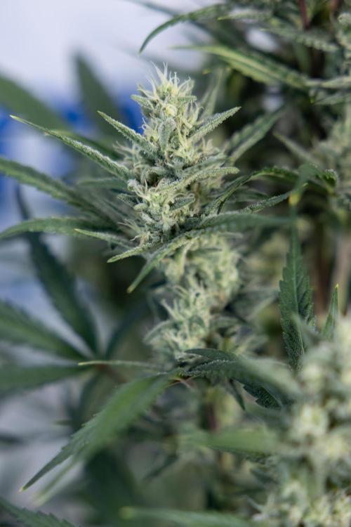 Monster Dwarf #2 Auto - Zamnesia x B&B. Week 7 - Monster Dwarf - Bloom - Week 7/8 - LST