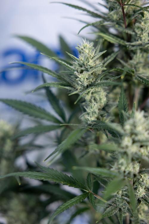 Monster Dwarf #2 Auto - Zamnesia x B&B. Week 7 - Monster Dwarf - Bloom - Week 7/8 - LST