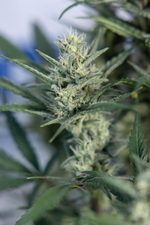 Monster Dwarf #2 Auto - Zamnesia x B&B. Week 7 - Monster Dwarf - Bloom - Week 7/8 - LST