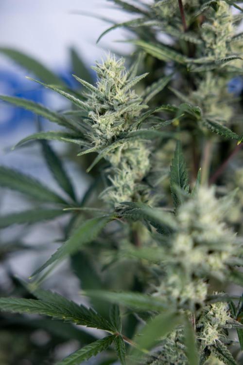 Monster Dwarf #2 Auto - Zamnesia x B&B. Week 7 - Monster Dwarf - Bloom - Week 7/8 - LST