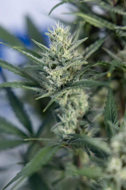 Monster Dwarf #2 Auto - Zamnesia x B&B. Week 7 - Monster Dwarf - Bloom - Week 7/8 - LST