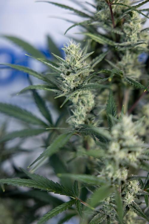 Monster Dwarf #2 Auto - Zamnesia x B&B. Week 7 - Monster Dwarf - Bloom - Week 7/8 - LST