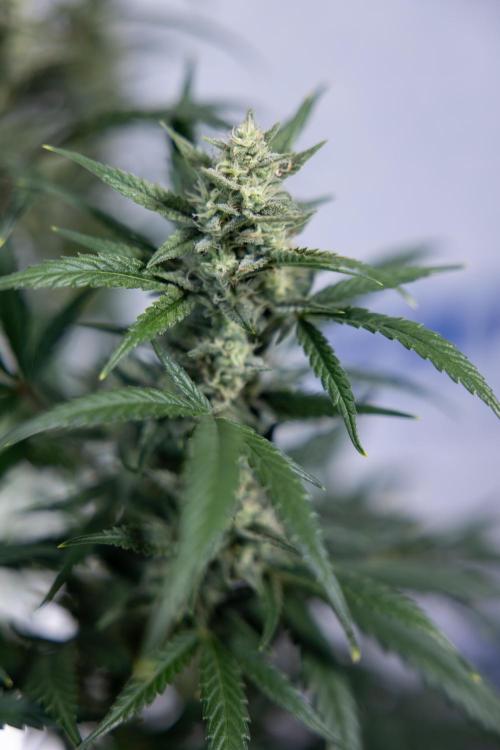 Monster Dwarf #2 Auto - Zamnesia x B&B. Week 7 - Monster Dwarf - Bloom - Week 7/8 - LST