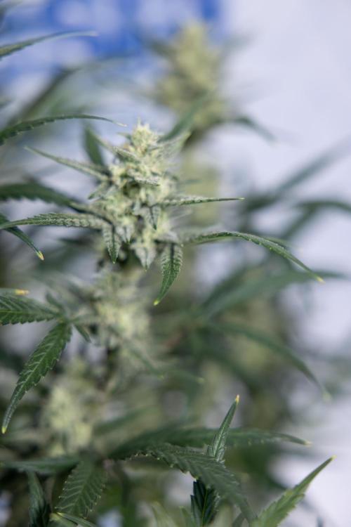 Monster Dwarf #2 Auto - Zamnesia x B&B. Week 7 - Monster Dwarf - Bloom - Week 7/8 - LST