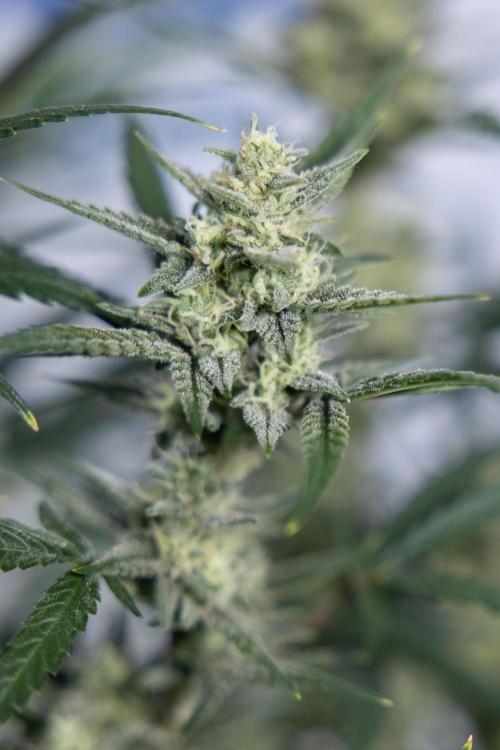 Monster Dwarf #2 Auto - Zamnesia x B&B. Week 7 - Monster Dwarf - Bloom - Week 7/8 - LST