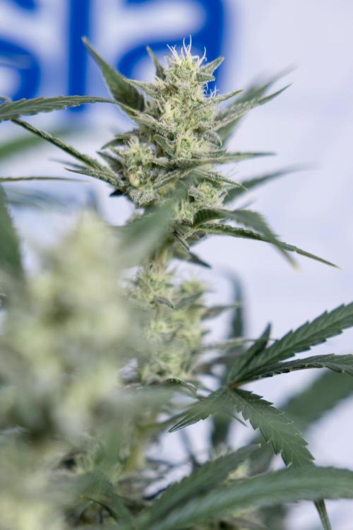 Monster Dwarf #2 Auto - Zamnesia x B&B. Week 7 - Monster Dwarf - Bloom - Week 7/8 - LST