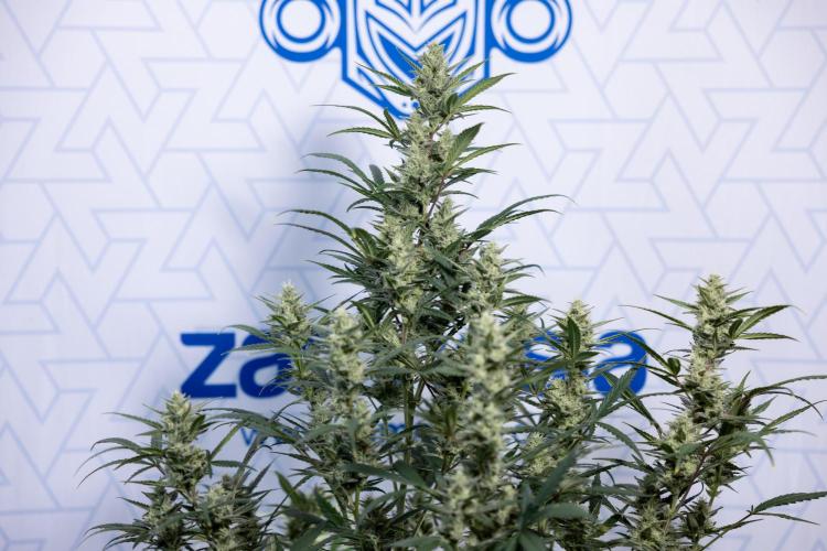 Monster Dwarf #2 Auto - Zamnesia x B&B. Week 7 - Monster Dwarf - Bloom - Week 7/8 - LST