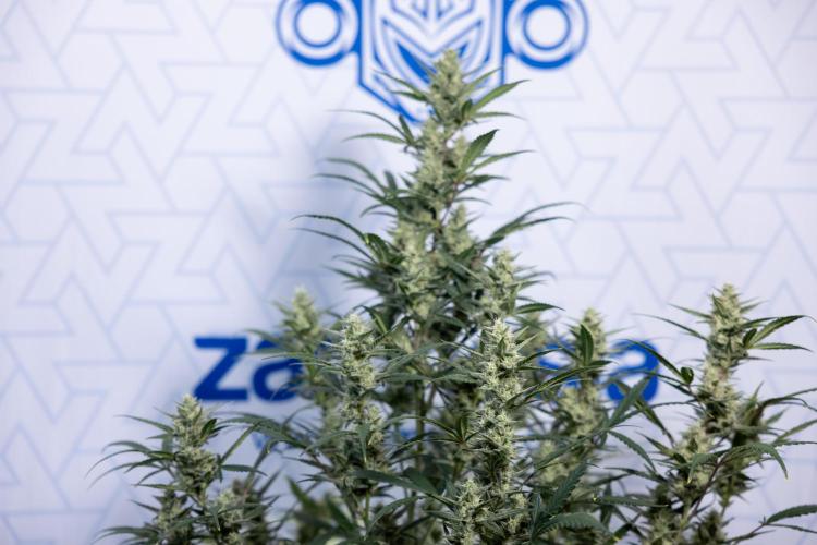 Monster Dwarf #2 Auto - Zamnesia x B&B. Week 7 - Monster Dwarf - Bloom - Week 7/8 - LST