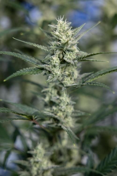 Monster Dwarf #2 Auto - Zamnesia x B&B. Week 7 - Monster Dwarf - Bloom - Week 7/8 - LST