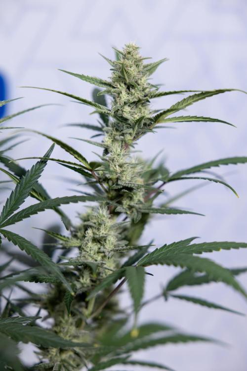 Monster Dwarf #2 Auto - Zamnesia x B&B. Week 7 - Monster Dwarf - Bloom - Week 7/8 - LST