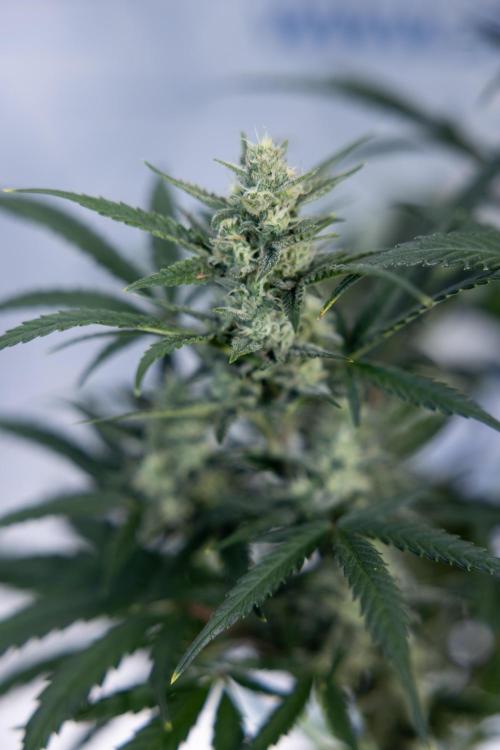 Monster Dwarf #2 Auto - Zamnesia x B&B. Week 7 - Monster Dwarf - Bloom - Week 7/8 - LST