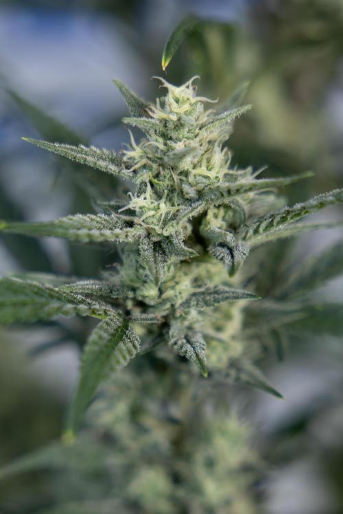 Monster Dwarf #2 Auto - Zamnesia x B&B. Week 7 - Monster Dwarf - Bloom - Week 7/8 - LST