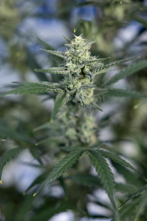 Monster Dwarf #2 Auto - Zamnesia x B&B. Week 7 - Monster Dwarf - Bloom - Week 7/8 - LST