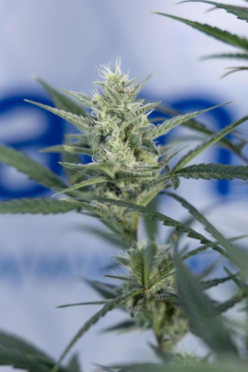 Monster Dwarf #2 Auto - Zamnesia x B&B. Week 7 - Monster Dwarf - Bloom - Week 7/8 - LST