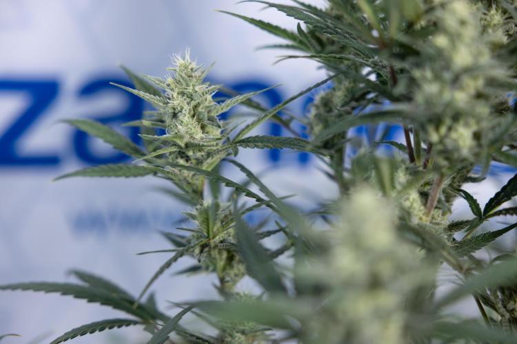 Monster Dwarf #2 Auto - Zamnesia x B&B. Week 7 - Monster Dwarf - Bloom - Week 7/8 - LST