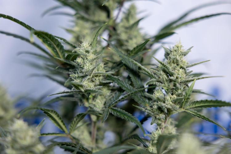 Monster Dwarf #2 Auto - Zamnesia x B&B. Week 7 - Monster Dwarf - Bloom - Week 7/8 - LST