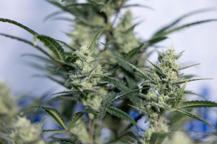 Monster Dwarf #2 Auto - Zamnesia x B&B. Week 7 - Monster Dwarf - Bloom - Week 7/8 - LST