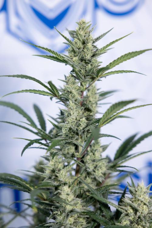 Monster Dwarf #2 Auto - Zamnesia x B&B. Week 7 - Monster Dwarf - Bloom - Week 7/8 - LST