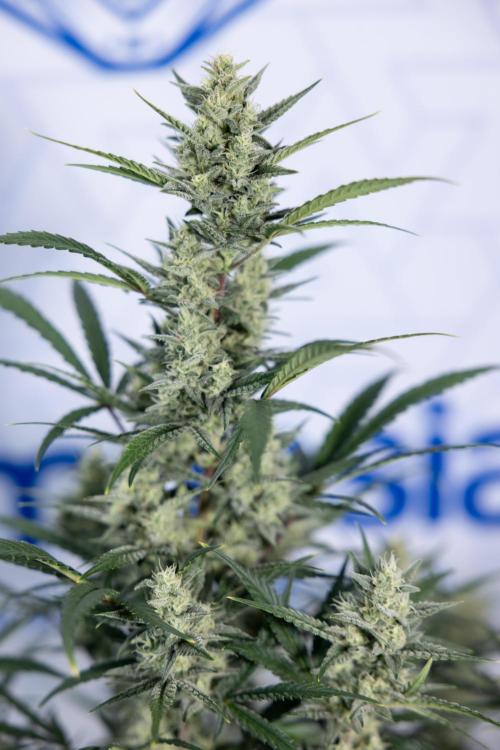 Monster Dwarf #2 Auto - Zamnesia x B&B. Week 7 - Monster Dwarf - Bloom - Week 7/8 - LST