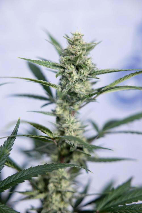 Monster Dwarf #2 Auto - Zamnesia x B&B. Week 7 - Monster Dwarf - Bloom - Week 7/8 - LST