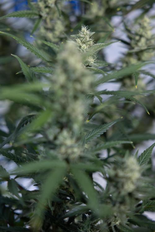 Monster Dwarf #2 Auto - Zamnesia x B&B. Week 7 - Monster Dwarf - Bloom - Week 7/8 - LST